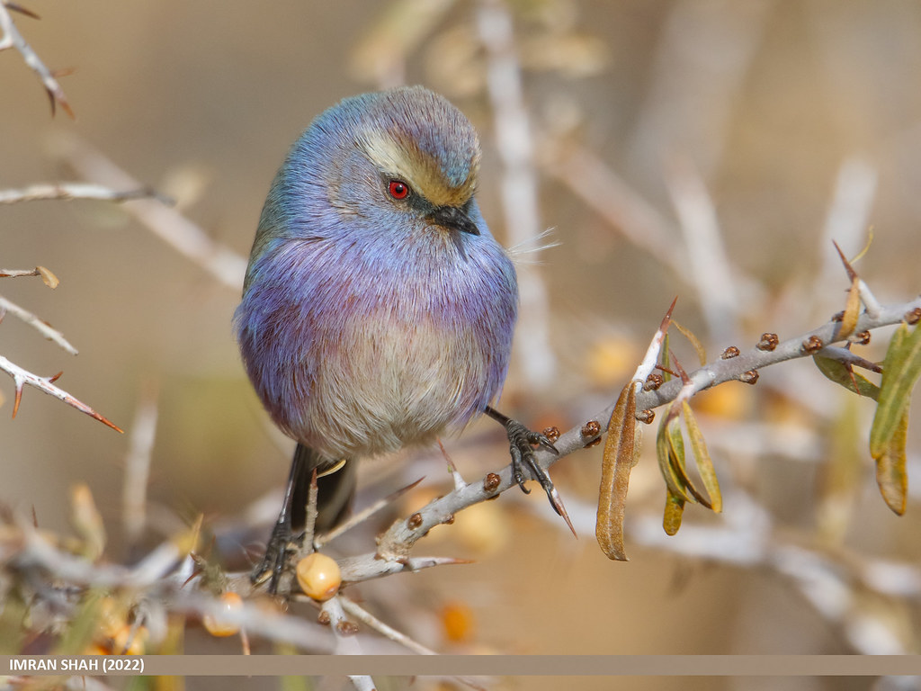 White-browed Tit Warbler (Leptopoecile sophiae) | White-brow… | Flickr