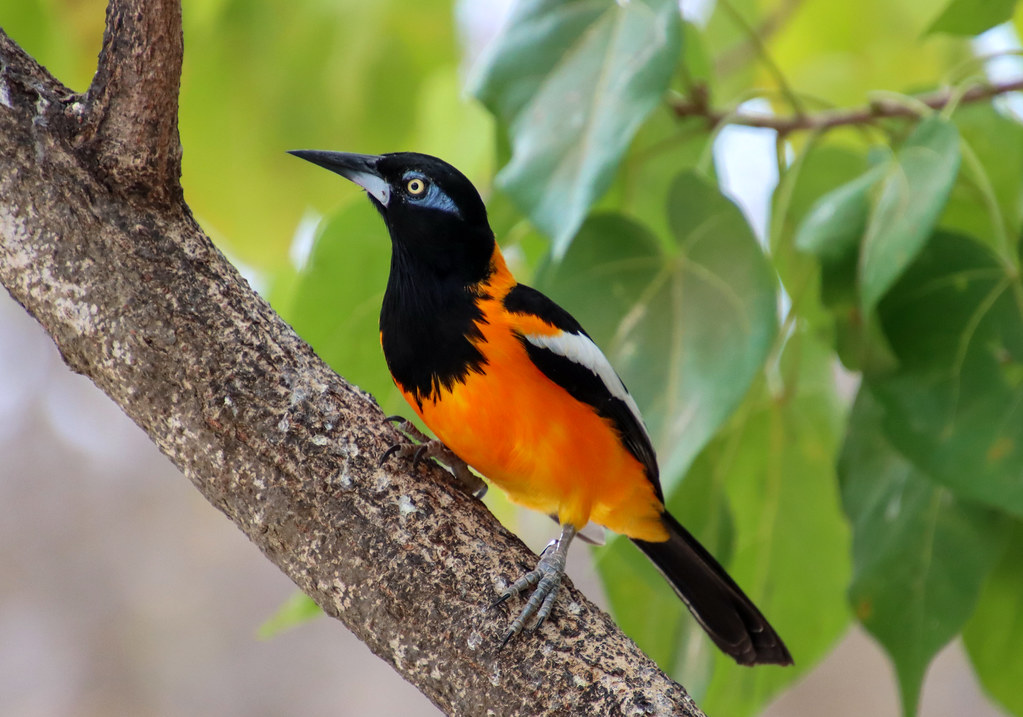 The Venezuelan troupial (Icterus icterus) | Buy this photo o… | Flickr