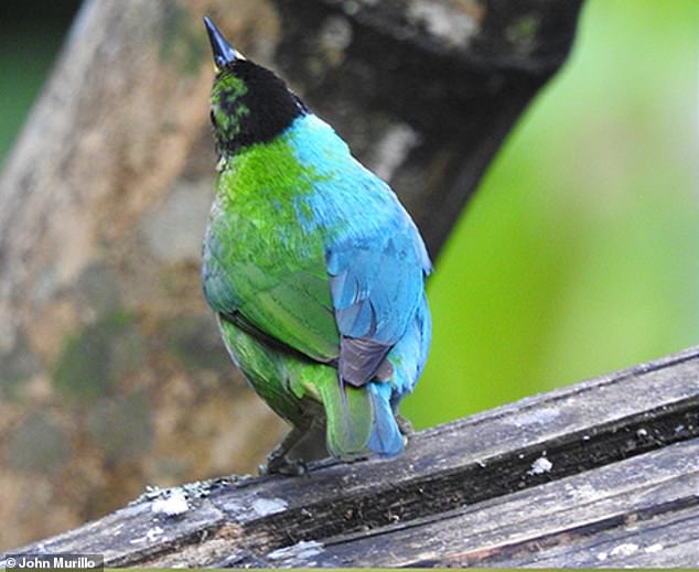 Scientists suspected this bird could be a young male, because of the patchy pattern of its head feathers. But it was observed for almost two years, long enough for a bird to grow into adulthood