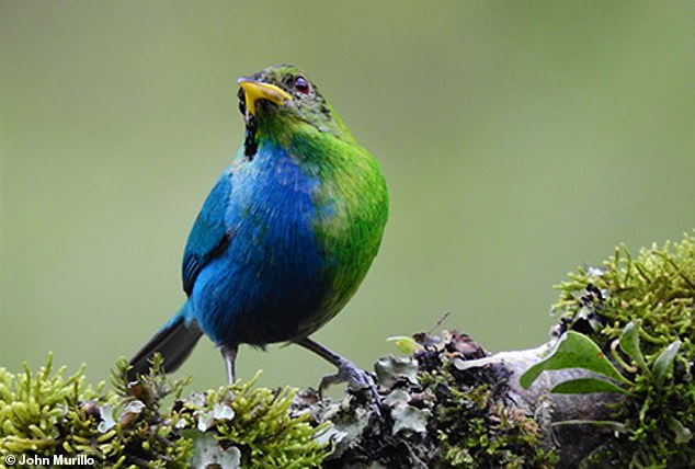 This gynandromorphic honeycreeper was seen feeding on fruit left out by a property owner