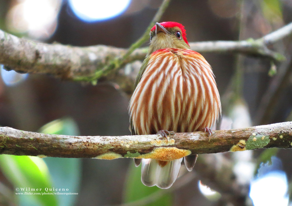 Machaeropterus regulus | Nombre cientifico: Machaeropterus r… | Flickr