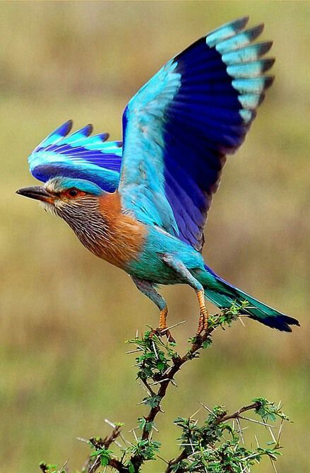 Indian roller bird | Indian roller, Birds, Beautiful birds