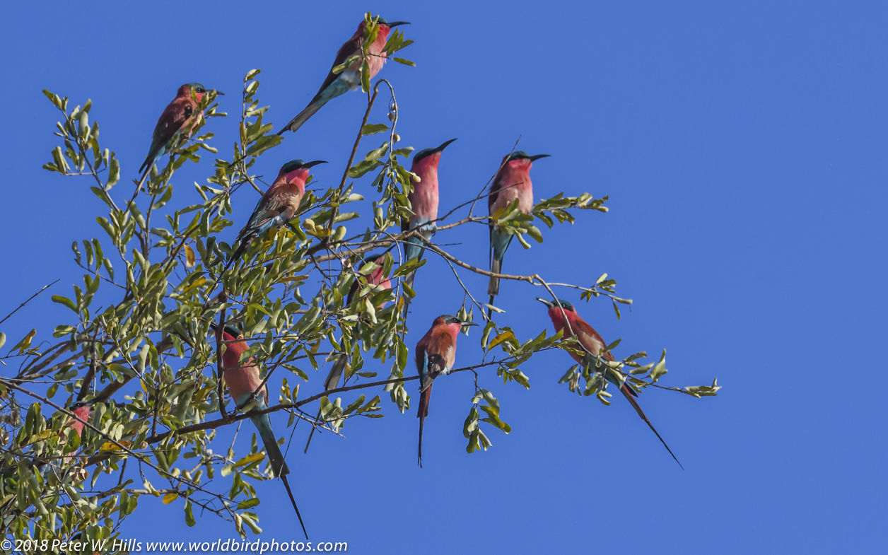 Bee-Eater Southern Carmine (Merops nubicoides) in tree - Luangwa Zambia -  World Bird Photos