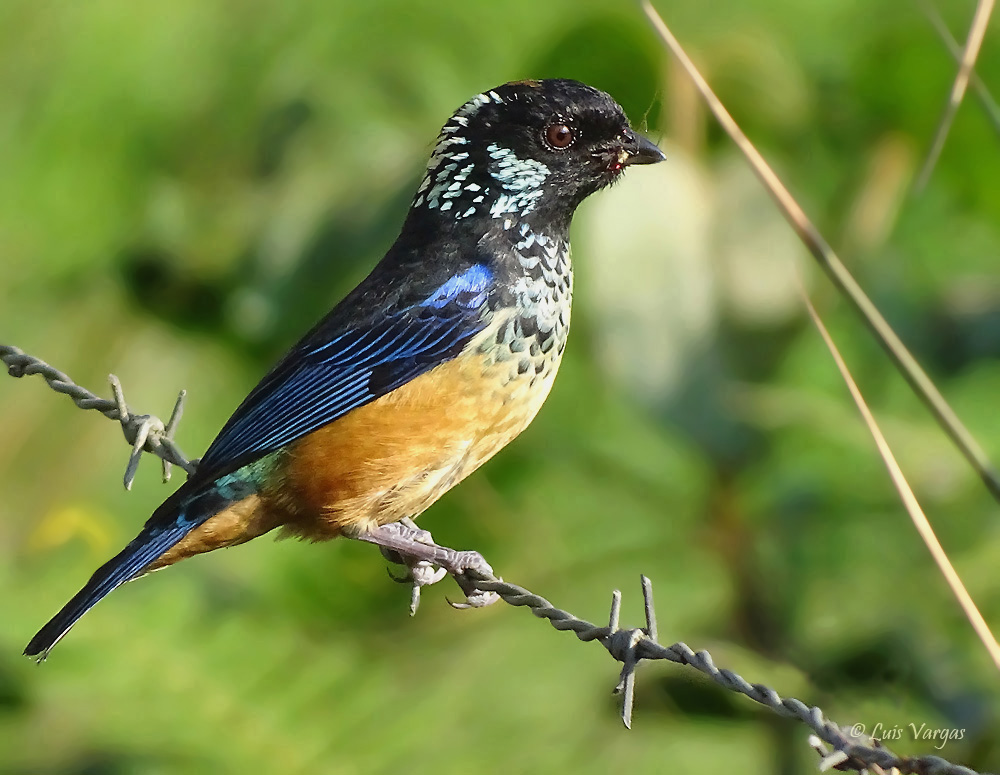 Spangle-cheeked Tanager (Tangara dowii) - EcoRegistros