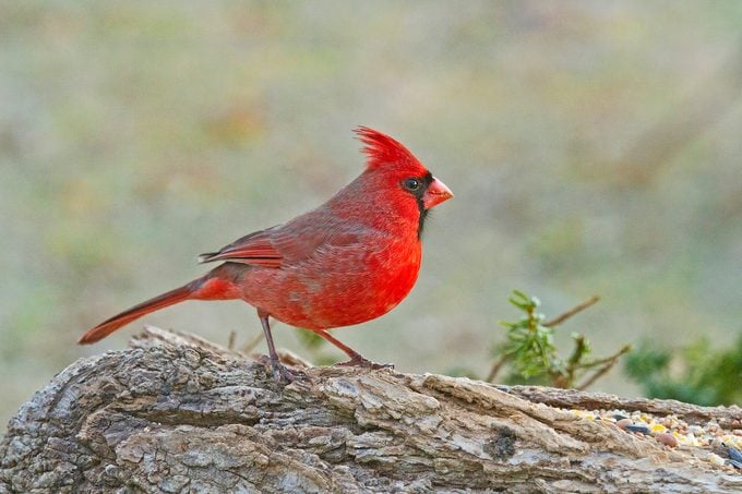 cardinal bird