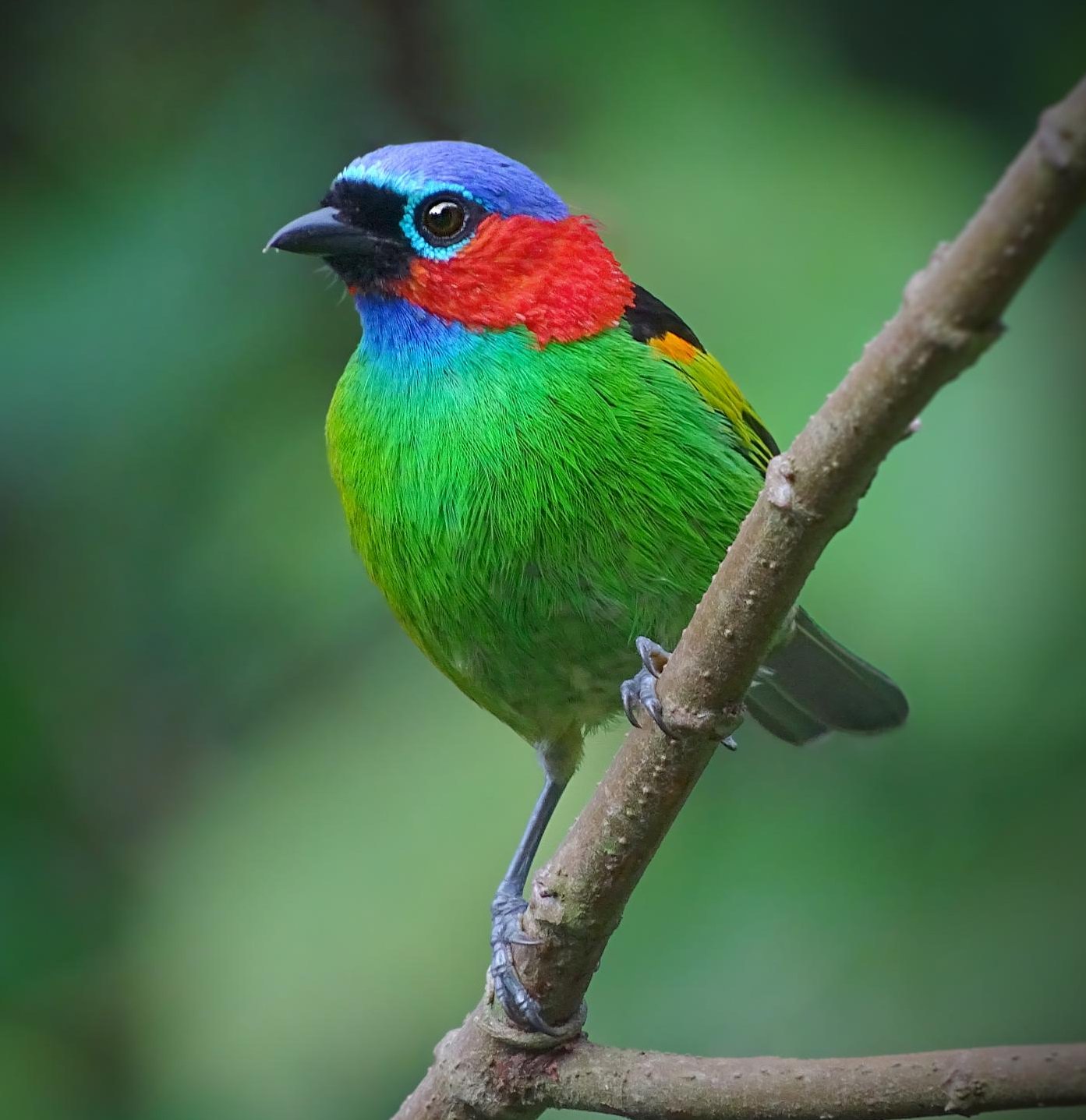 World birds on X: "Red-necked Tanager (Tangara cyanocephala) #painting #art https://t.co/ywT3xoa4AA" / X