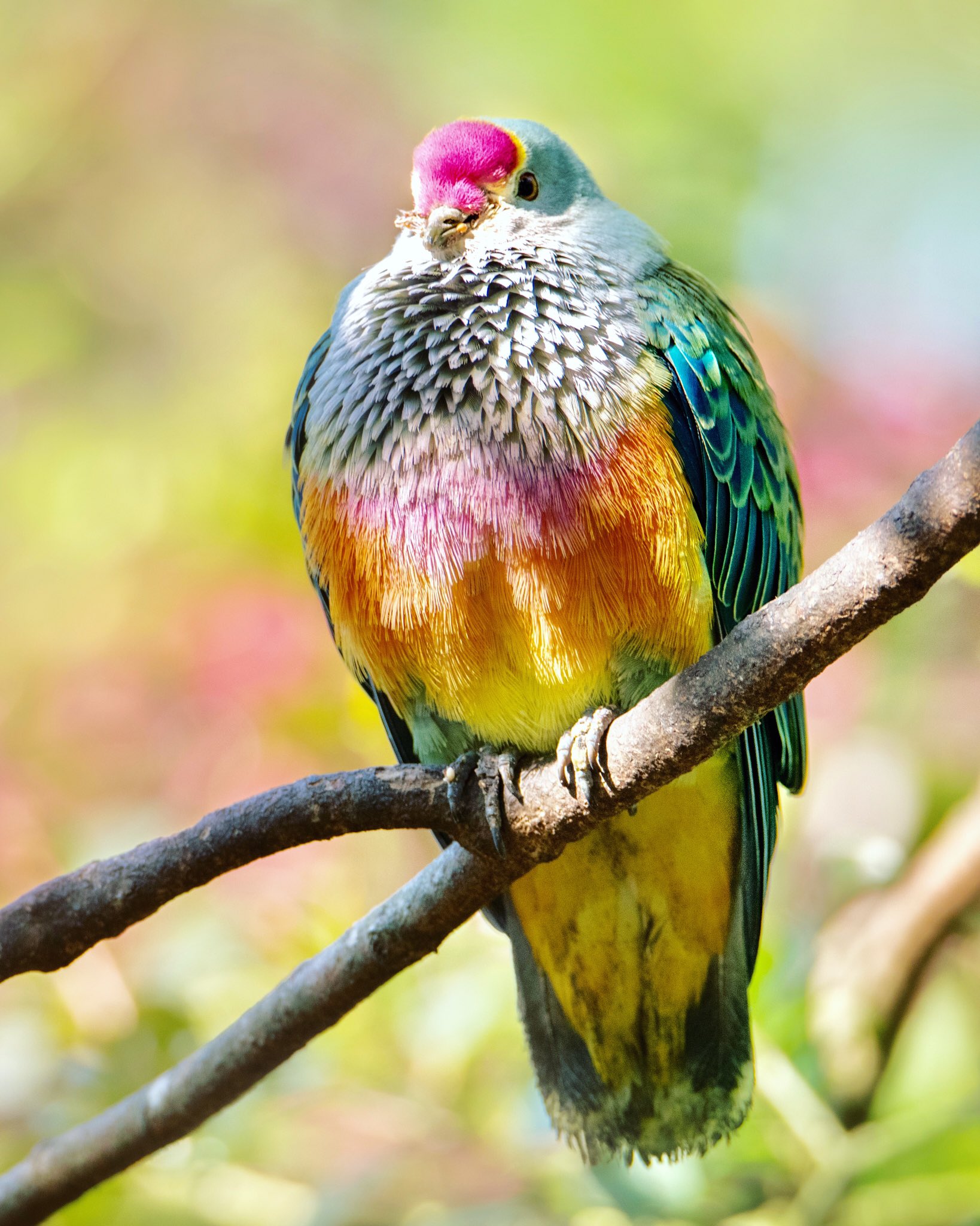 Australia Zoo on X: "Our beautiful rose-crowned fruit doves celebrate everyday like it's Christmas with their festive feathers. We hope you feel like royalty this holiday season, celebrating with everyone you love!