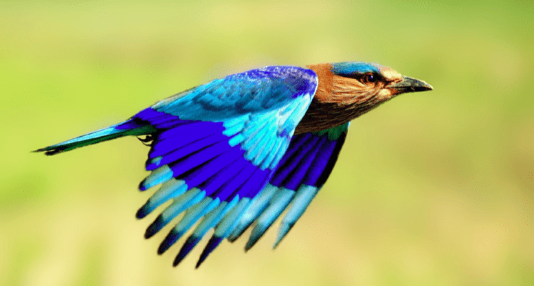 Indian Roller | Greenverz