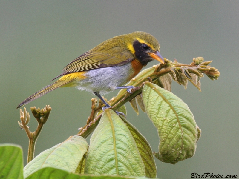 Birds of Ecuador - Hemithraupis