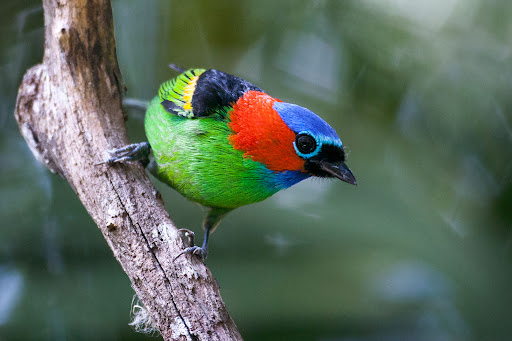 Red-necked Tanager (Tangara cyanocephala)