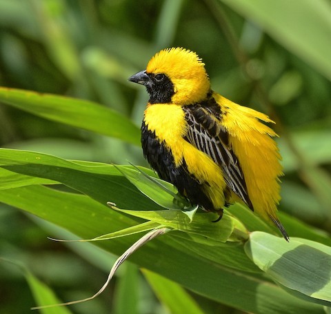 Yellow-chested Bishop” – birdfinding.info