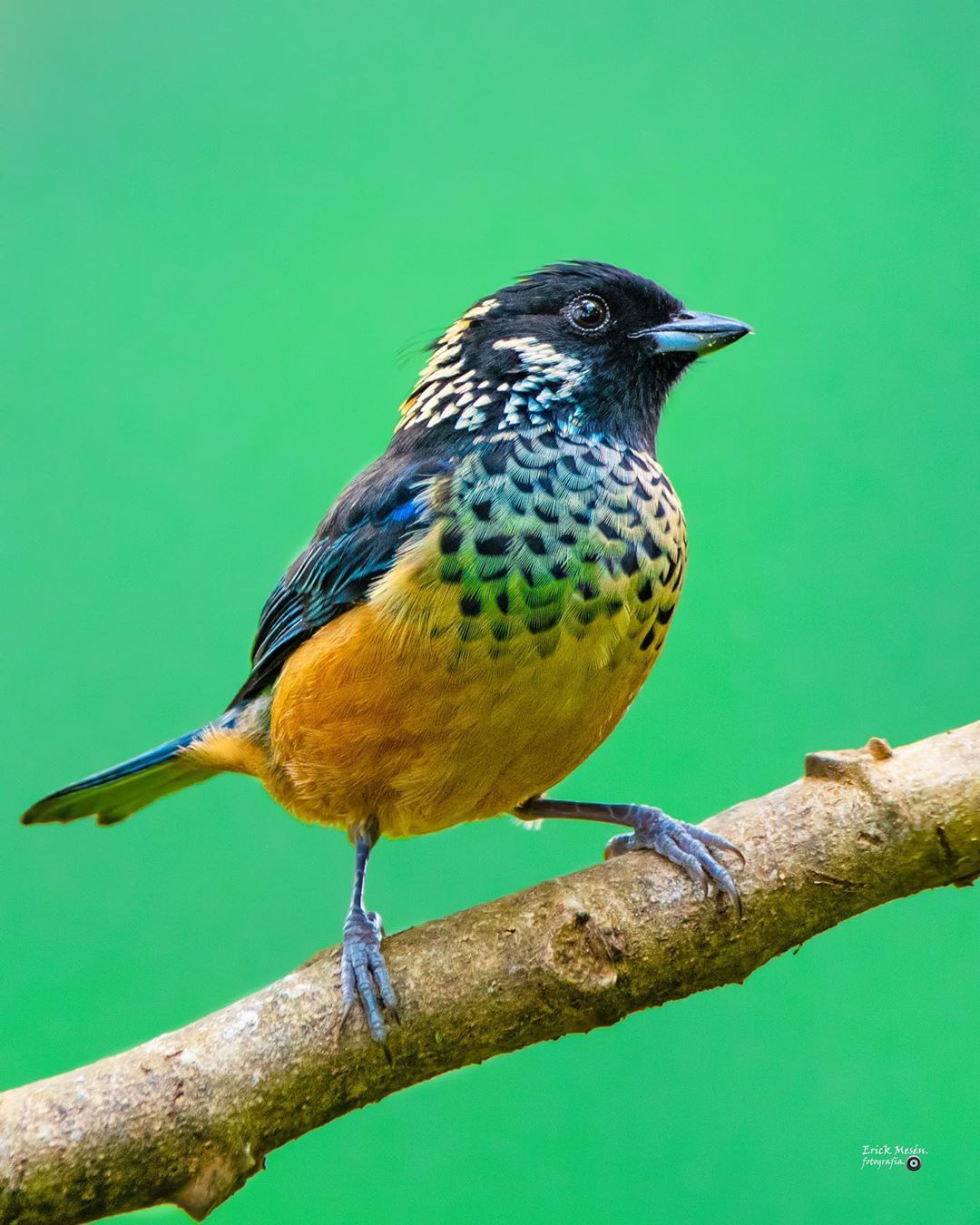 131 Me gusta, 3 comentarios - Best Birds CR (@best_birds_cr) en Instagram: " Tangara Vientricastaña Spagke Cheeked Tanager Tangara Dowii . Cinchona… |  Animals, Bird