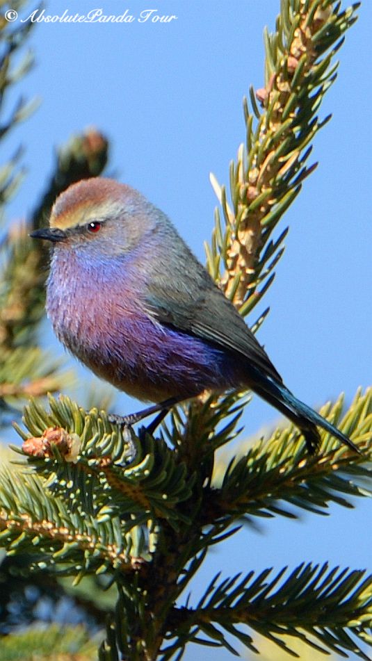 Pin on China Birding