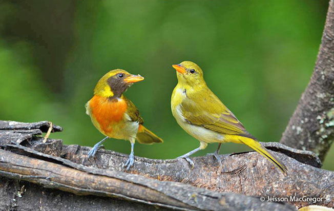 Guira Tanager (Hemithraupis guira) - Peru Aves