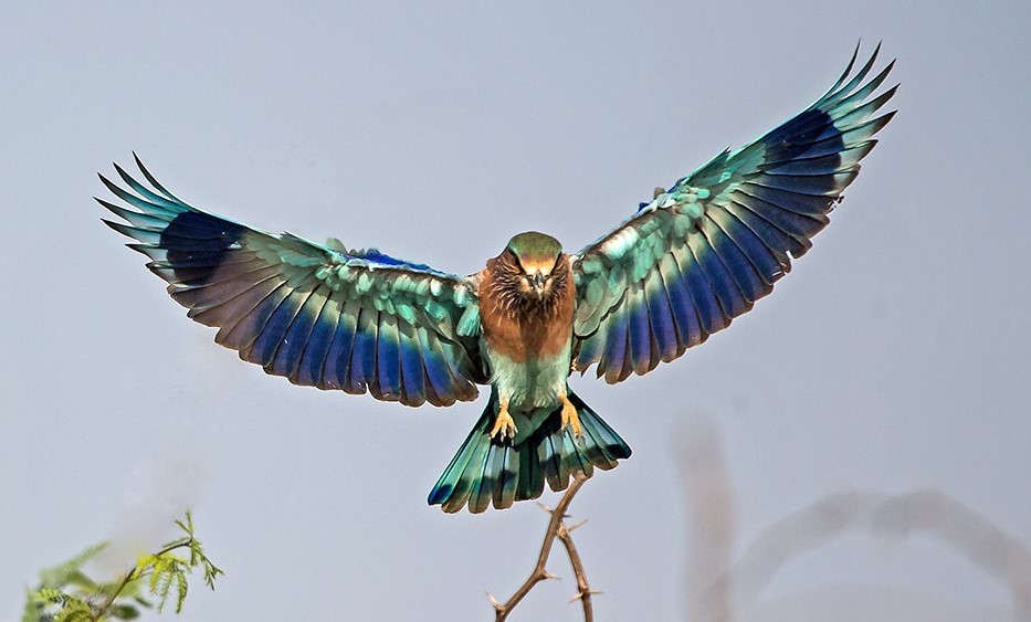 Acrobatics of the Indian Roller: A birdbrained ballet! | STEAMindiaReports