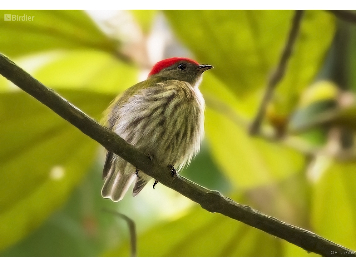 Machaeropterus regulus (Kinglet Manakin) by Hilton Filho • Birdier