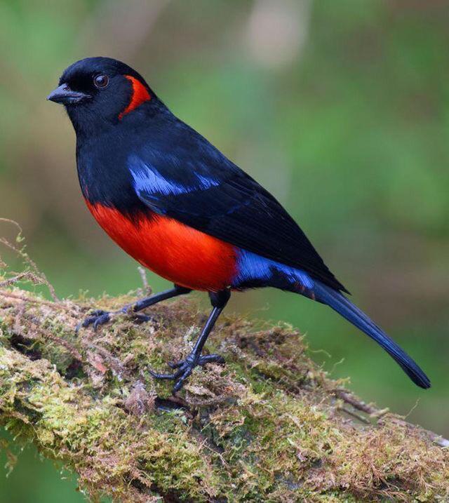 🔥 Scarlet-bellied Mountain Tanager (credit: Christopher Becerra) : r/NatureIsFuckingLit