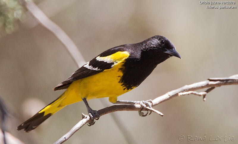 Scott's Oriole - Icterus parisorum male adult - relo124316