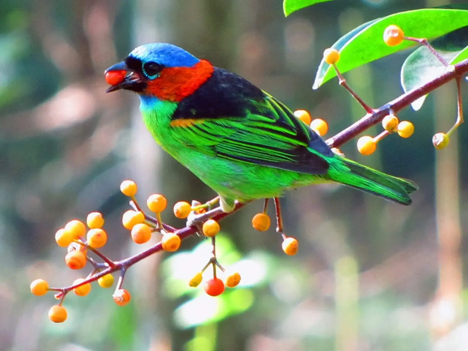 Red-necked tanager - Facts, Diet, Habitat & Pictures on Animalia.bio