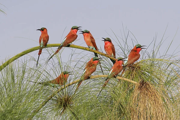 Southern Carmine Bee-eaters (merops nubicoides) Our beautiful Wall Art and  Photo Gifts include Framed Prints, Photo Prints, Poster Prints, Canvas  Prints, Jigsaw Puzzles, Metal Prints and so much more