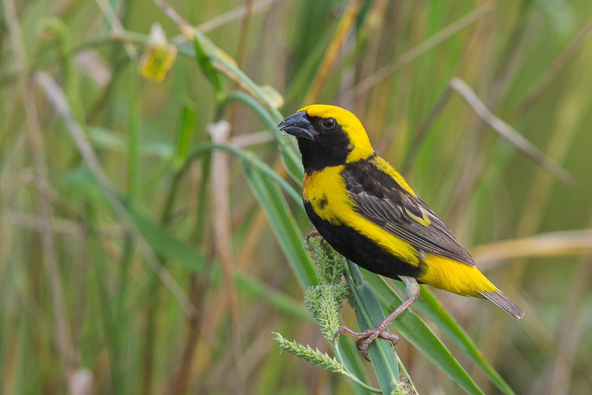 Yellow-crowned Bishop | Francis Yap Nature Photography